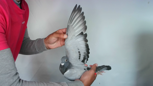 Pigeon image