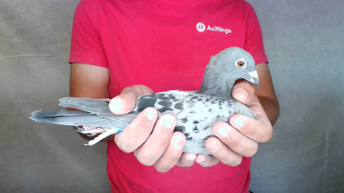 Pigeon image