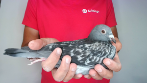 Pigeon image