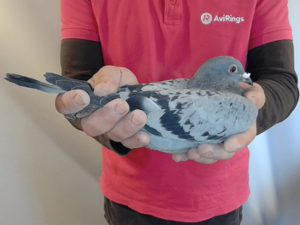 Pigeon image