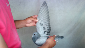 Pigeon image