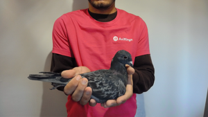 Pigeon image