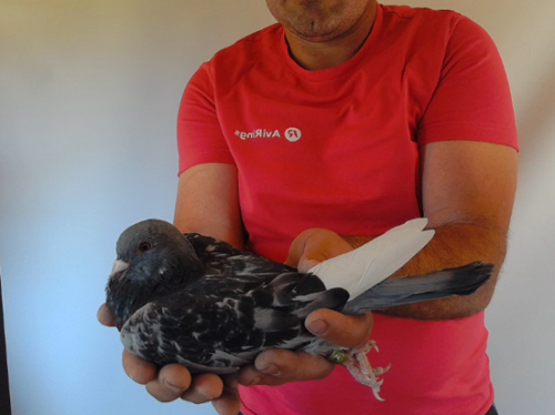 Pigeon image