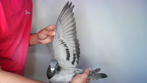 Pigeon image