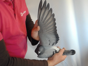 Pigeon image