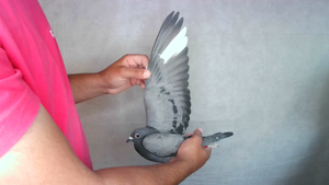 Pigeon image