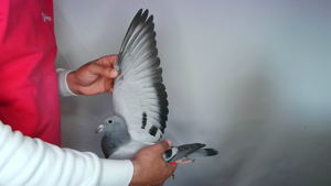 Pigeon image