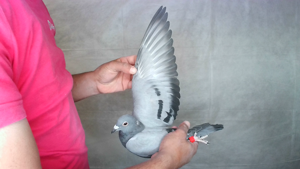 Pigeon image