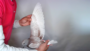 Pigeon image