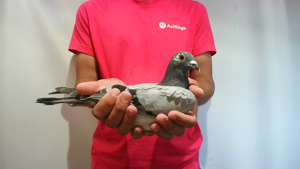 Pigeon image