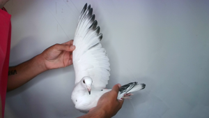 Pigeon image