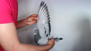 Pigeon image
