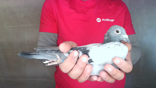 Pigeon image