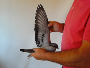 Pigeon image