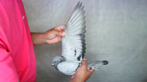 Pigeon image