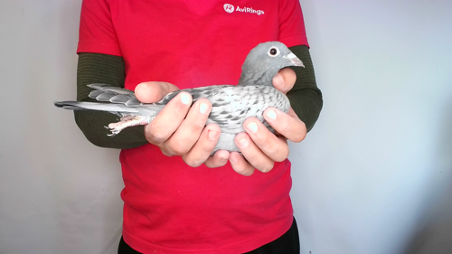 Pigeon image