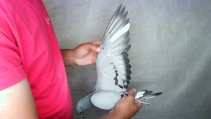 Pigeon image