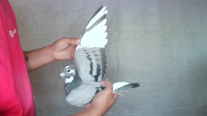 Pigeon image
