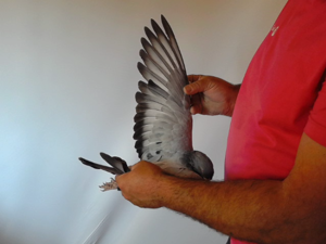 Pigeon image