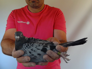 Pigeon image
