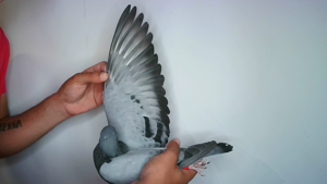 Pigeon image