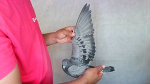 Pigeon image