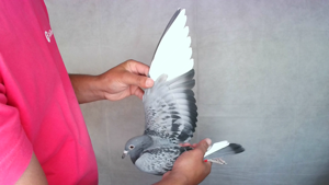 Pigeon image