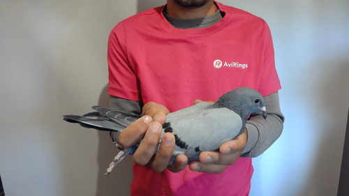 Pigeon image