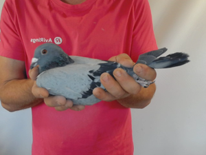 Pigeon image
