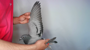 Pigeon image