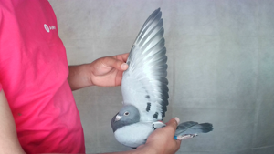 Pigeon image