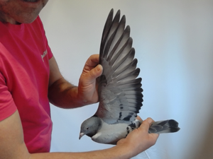 Pigeon image