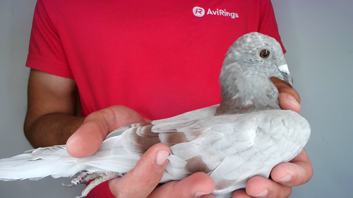 Pigeon image