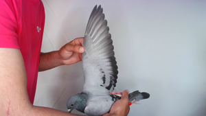 Pigeon image