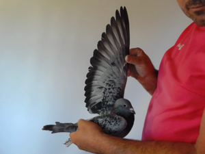 Pigeon image