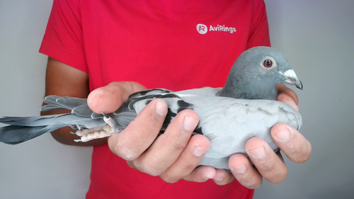 Pigeon image