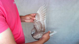 Pigeon image