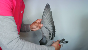 Pigeon image