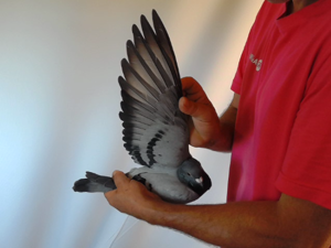 Pigeon image