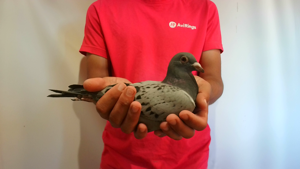 Pigeon image