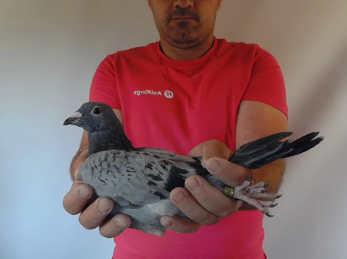 Pigeon image