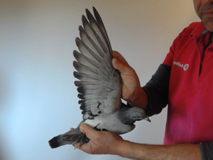 Pigeon image