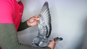 Pigeon image