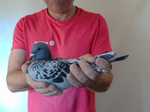 Pigeon image