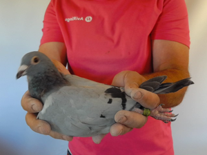Pigeon image