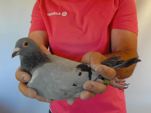 Pigeon image