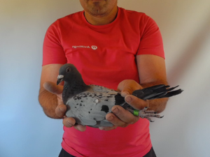 Pigeon image
