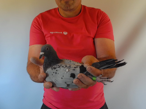 Pigeon image