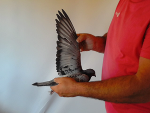 Pigeon image
