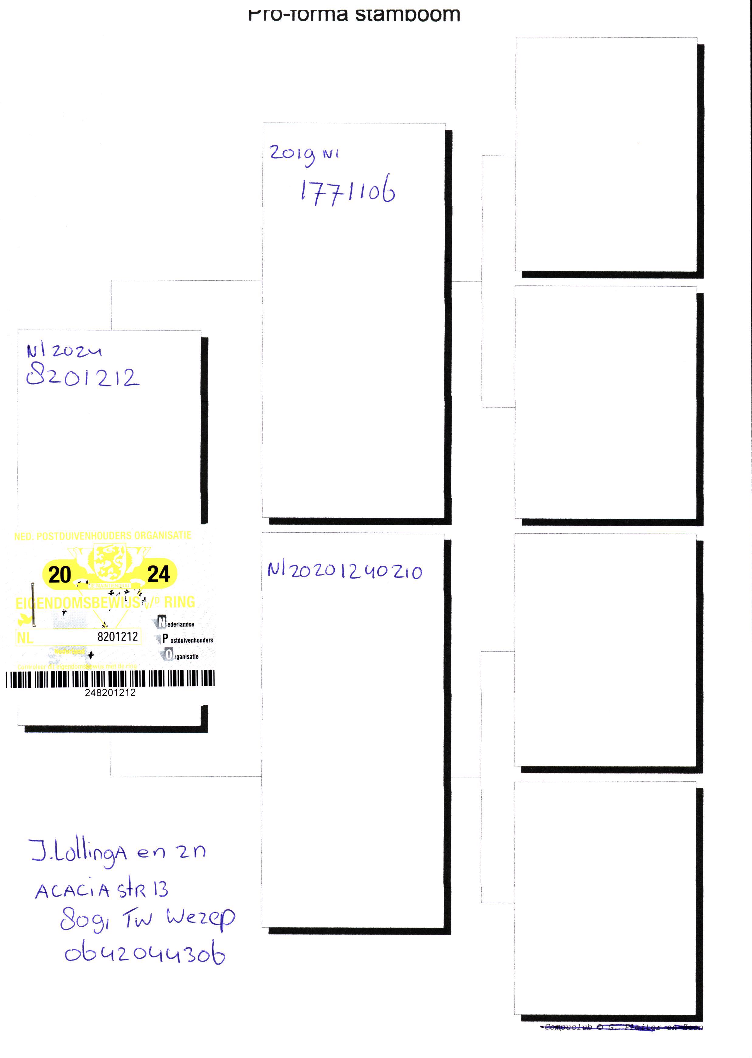 Pigeon pedigree image